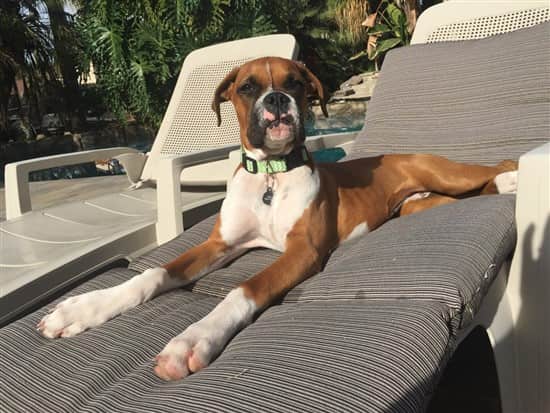 tboxer-dog-had-parvo-002