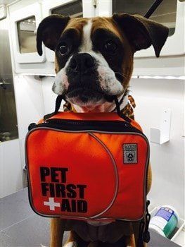 boxer-dog-halloween-costume-rescue-dog