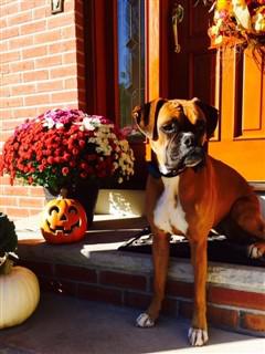 Boxer dog at computer