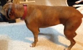 Boxer dog is better