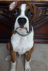 boxer-dog-large-white-patches