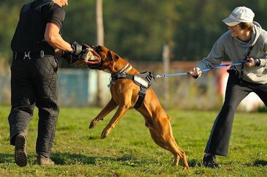boxer-dog-lunging-for-arm