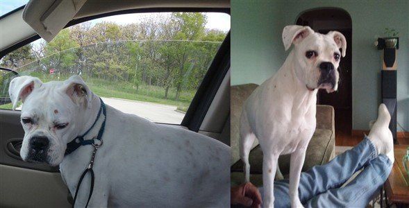 boxer-dog-memoriam-6-years-old