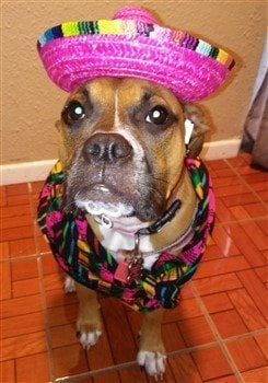 boxer-dog-mexican-costume