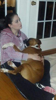 Boxer dog napping