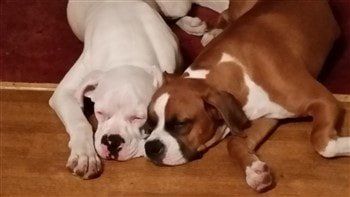 boxer-dog-natural-ears