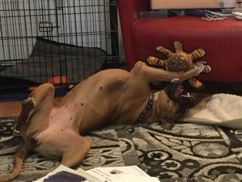 Boxer dog natural long tail