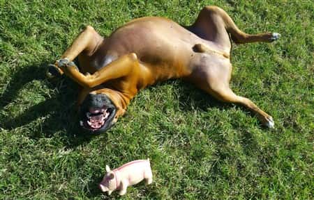 boxer-dog-on-back