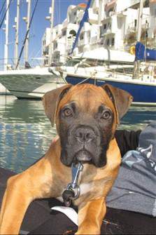 15 year old Boxer dog
