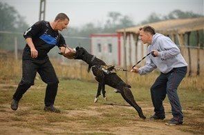 boxer-dog-owner-training-for-bite-control