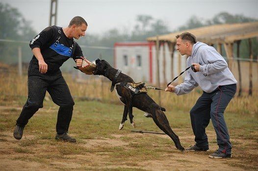 boxer-dog-owner-training-for-bite-control