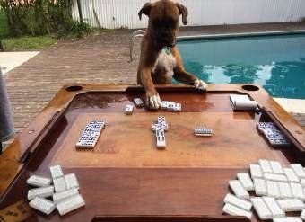 Boxer dog playing