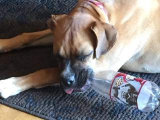 Boxer dog sleeping funny