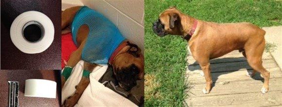 boxer-dog-swallowed-roll-of-tape