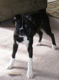 boxer-dog-that-looks-black