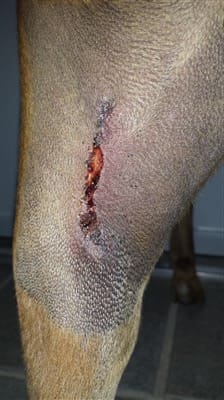 boxer-dog-tumor-surgery-pic1