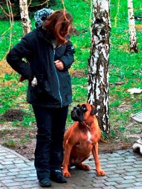 boxer-dog-waiting-for-command