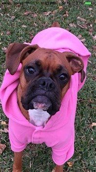 boxer-dog-wearing-sweater