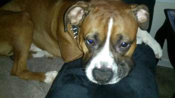 Boxer dog wide nose