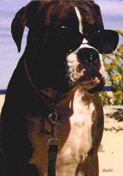 Boxer dog with sunglasses