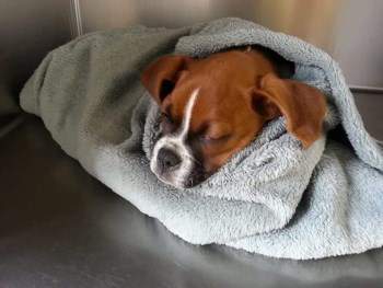 Boxer dog wrapped in a towel