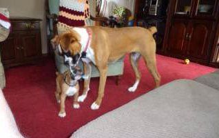 two Boxer dogs, old and young