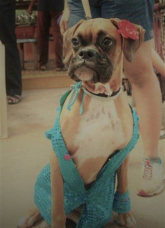  boxer-dressed-as-rock-star