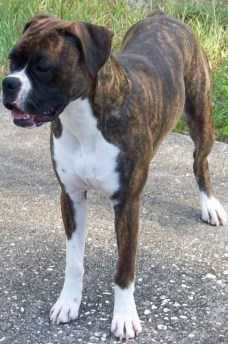 Female Boxer dog 7 years old