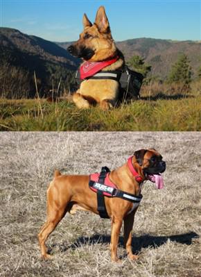 boxer-german-shepherd-compare-