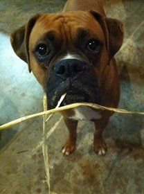 boxer-looking-innocent