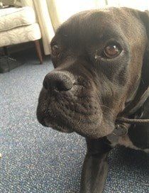 boxer-no-white-on-face 
