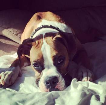 Boxer dog not barking