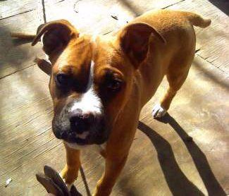 Boxer dog 5 months on deck