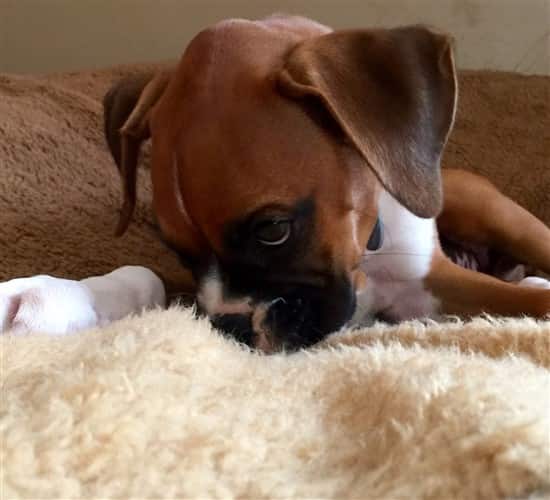Boxer puppy that had parvovirus