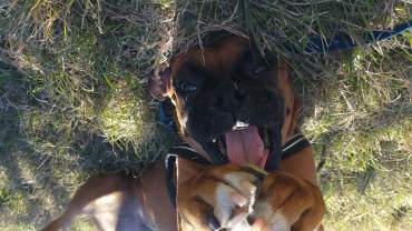 Boxer separation anxiety