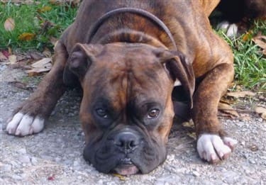 boxer-silent-communication