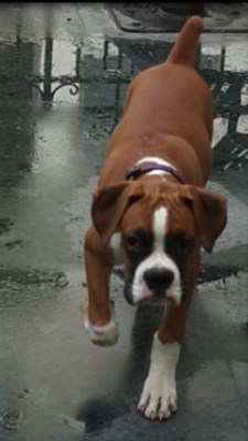 Boxer walking