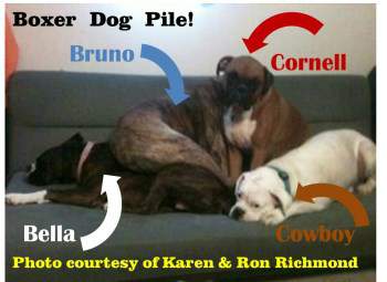 Boxer dogs piling on each other