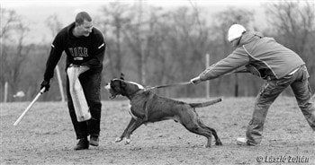 Boxer dog lunging to bite trainer