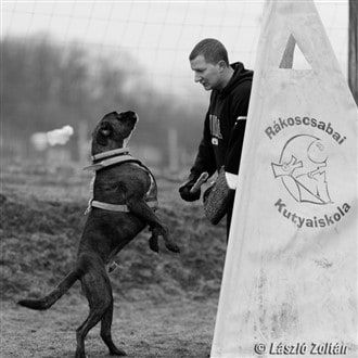Boxer dog standing on hind legs