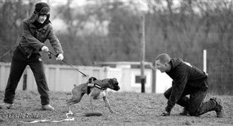 Boxer dog ready to practice protection