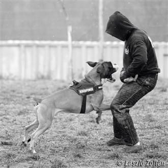 Boxer dog about to bite trainer