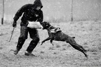 boxer dog jumping to bite