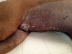 Boxer dog recovering