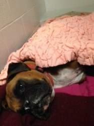 Boxer dog on medications