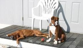 Boxer dogs resting after exercise