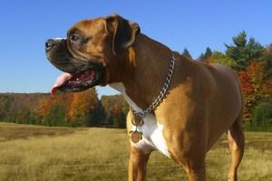 Healthy Boxer dog outside in field
