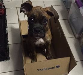 Boxer dog in a box