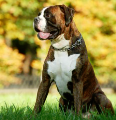 Boxer barking