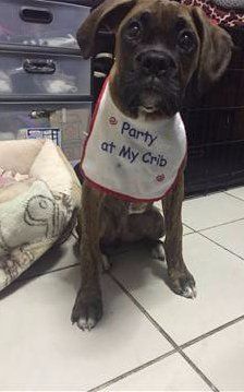 Boxer dog with bib